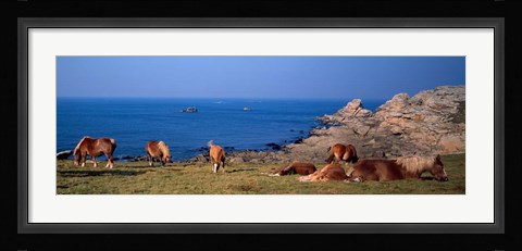 Framed Celtic Horses, Finistere, Brittany, France Print