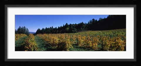 Framed Vineyard in Fall, Sonoma County, California Print