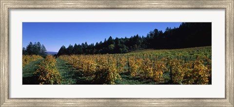 Framed Vineyard in Fall, Sonoma County, California Print