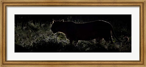 Framed Silhouette of African Lion, Tanzania Print