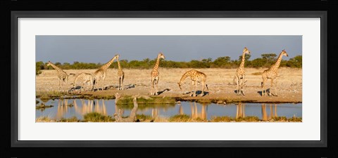 Framed Giraffes, Etosha National Park, Namibia Print