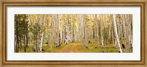Framed Dixie National Forest, Utah Print