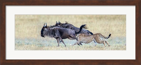 Framed Cheetah Serengeti National Park, Tanzania Print