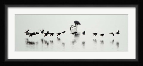 Framed Flamingos, Lake Manyara, Tanzania Print
