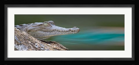 Framed American Crocodile, Costa Rica Print
