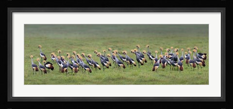 Framed Crowned Crane, Ngorongoro Crater, Tanzania Print