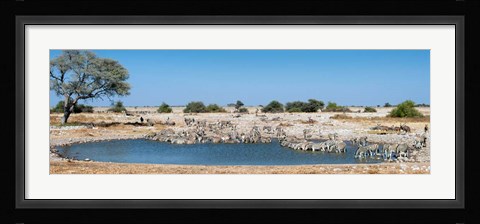 Framed Burchell's Zebras, Etosha National Park, Namibia Print