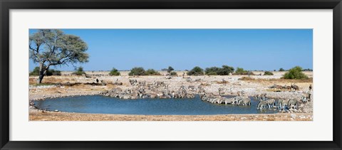 Framed Burchell&#39;s Zebras, Etosha National Park, Namibia Print