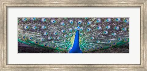 Framed Dancing Peacock, India Print