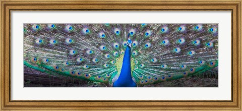 Framed Dancing Peacock, India Print