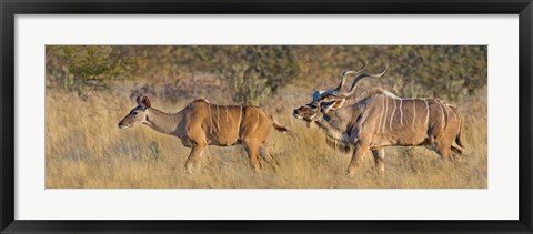 Framed Male and female Greater Kudu, Etosha National Park, Namibia Print