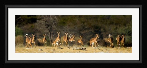 Framed Black-Faced Impala, Etosha National Park, Namibia Print