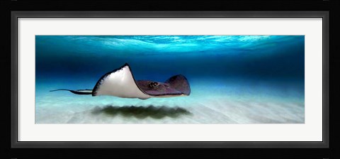 Framed Southern Stingray, Grand Cayman, Cayman Islands Print