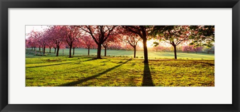 Framed Cherry Blossoms in a Park, England Print