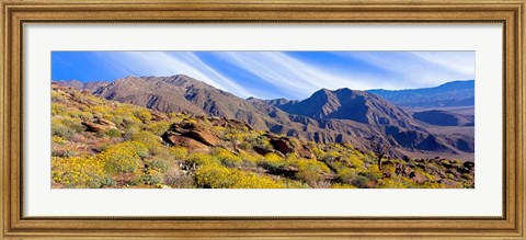 Framed Flowering Shrubs, Anza Borrego Desert State Park, California Print