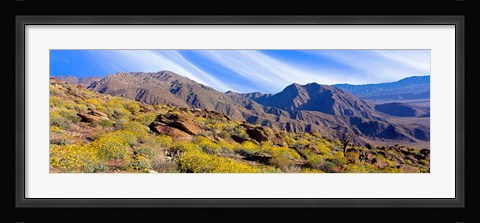 Framed Flowering Shrubs, Anza Borrego Desert State Park, California Print