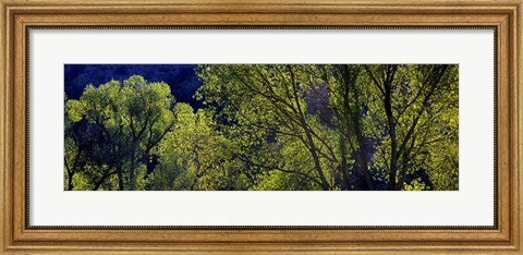 Framed Cottonwood Trees, Gila Hot Springs, New Mexico Print