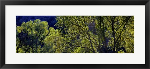 Framed Cottonwood Trees, Gila Hot Springs, New Mexico Print