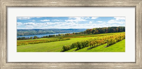 Framed Glenora Vineyard, Seneca Lake, Finger Lakes, New York State Print