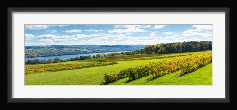 Framed Glenora Vineyard, Seneca Lake, Finger Lakes, New York State Print