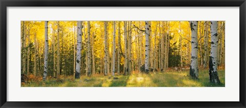 Framed Coconino National Forest, Arizona Print