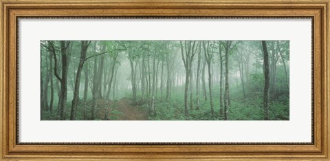 Framed Forest Niigata Martsunoyama-cho, Japan Print