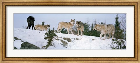 Framed Gray wolves, Massey, Ontario, Canada Print