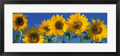 Framed Sunflowers in a Row Print