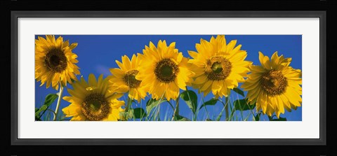 Framed Sunflowers in a Row Print