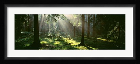 Framed Forest, Uppland, Sweden Print