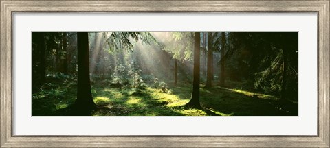 Framed Forest, Uppland, Sweden Print