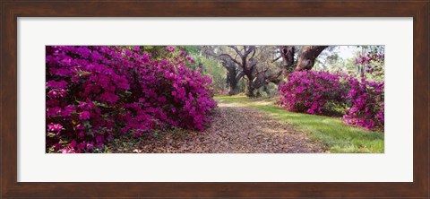 Framed Magnolia Plantation and Gardens, Charleston, South Carolina Print