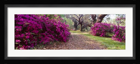 Framed Magnolia Plantation and Gardens, Charleston, South Carolina Print