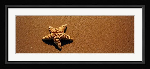 Framed Starfish, Malibu, California Print