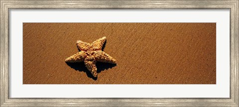 Framed Starfish, Malibu, California Print