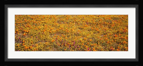 Framed Poppy Reserve Mojave Desert, California Print