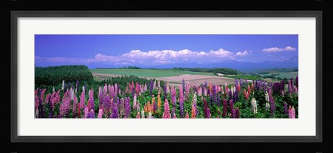 Framed Lupines Hokkaido, Japan Print