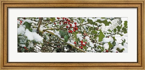 Framed Holly Berries Covered in Snow Print