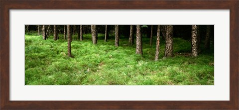 Framed Horsetail Grass, Alberta, Canada Print