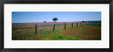 Framed Wildflower Field, Texas Print