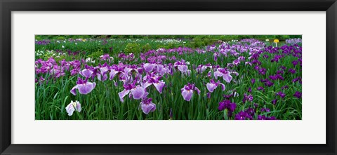 Framed Iris Garden, Nara, Japan Print