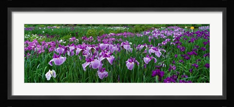 Framed Iris Garden, Nara, Japan Print