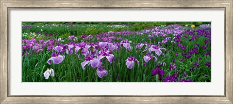 Framed Iris Garden, Nara, Japan Print