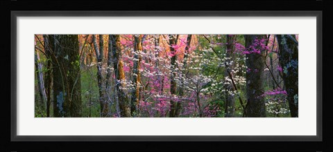 Framed Virginia, Shenandoah National Park Print