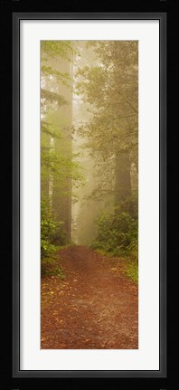 Framed Redwood National Park California Print