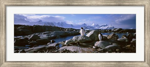 Framed Penguins on Peterman Island Print