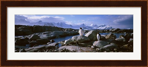 Framed Penguins on Peterman Island Print