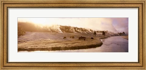 Framed Bison Firehole River, Yellowstone National Park, WY Print