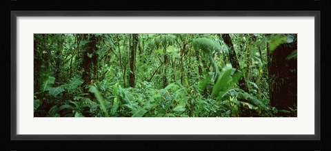 Framed Monteverde Cloud Forest Reserve, Costa Rica Print
