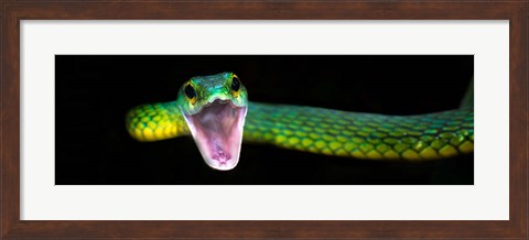 Framed Green Vine Snake, Costa Rica Print